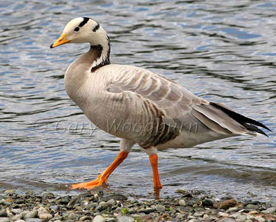 Bar-headed Goose