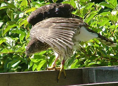 Cooper's Hawk