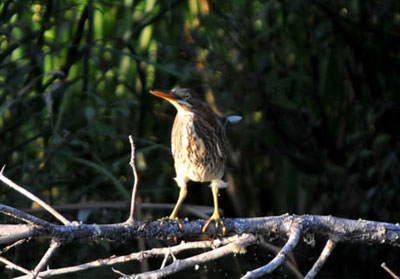 Green Heron