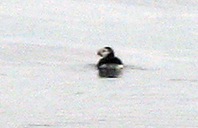 Horned Puffin