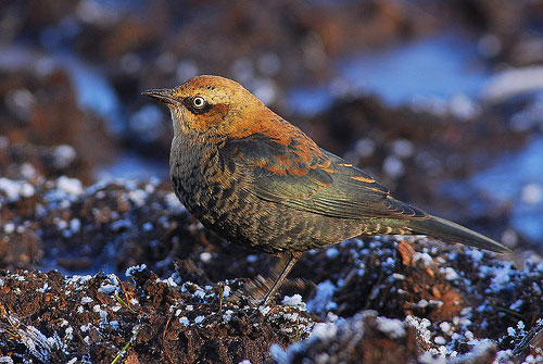 rusty blackbird