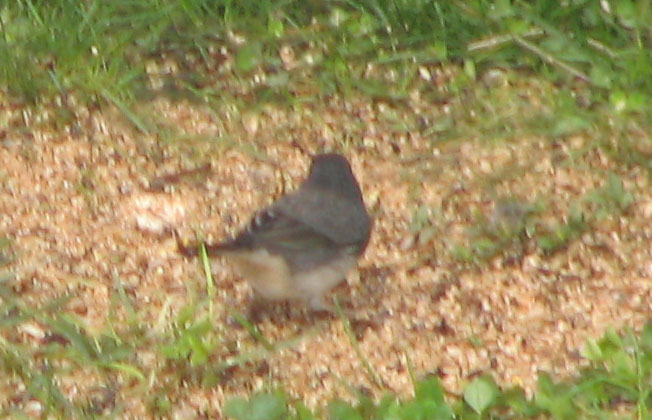 Slate-coloured Junco