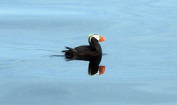 Tufted Puffin