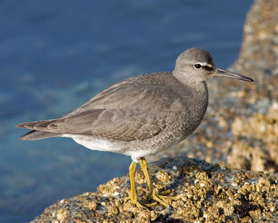 Wandering Tattler