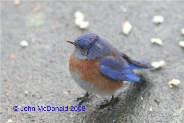 Western Bluebird