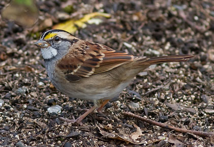White-throated Sparrow