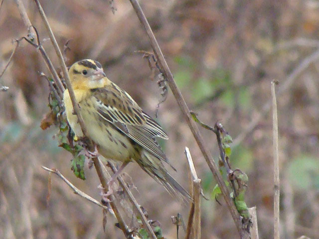 Bobolink