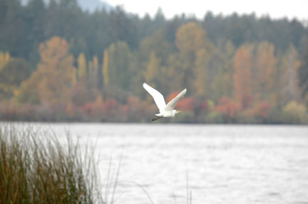 cattle egret
