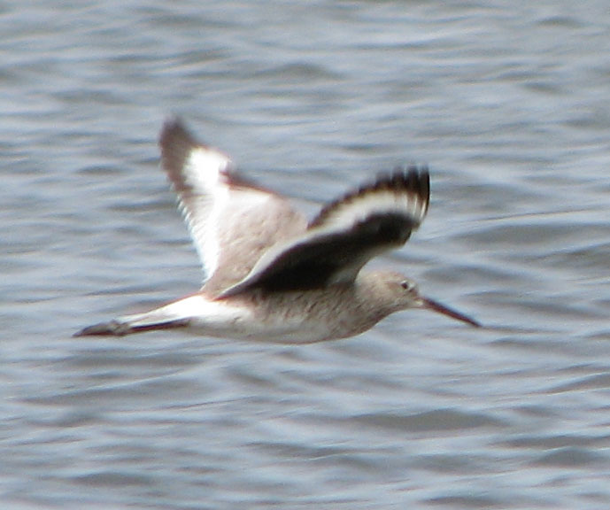 willet