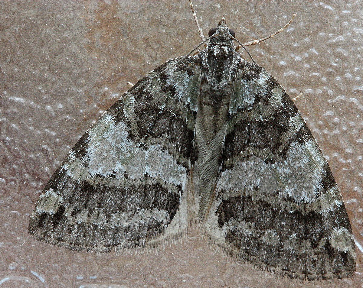HYdriomena nubilofasciatga.JPG