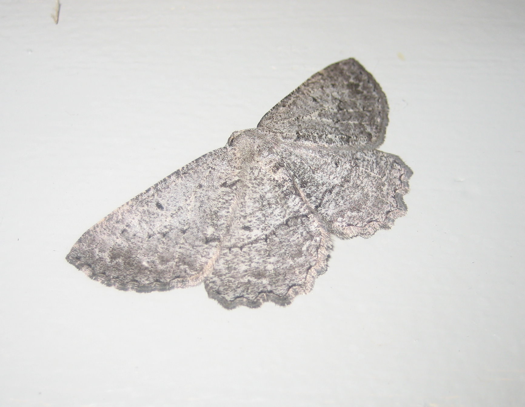 Hesperumia lat.JPG