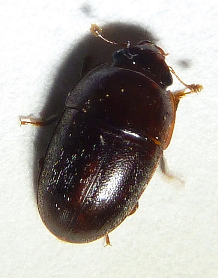 P1250807small.jpg