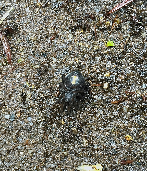 Black Widow