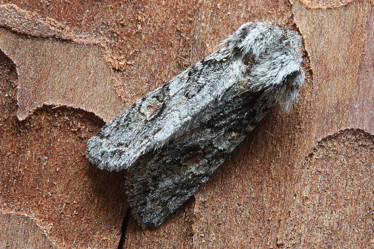 Egira hiemalis