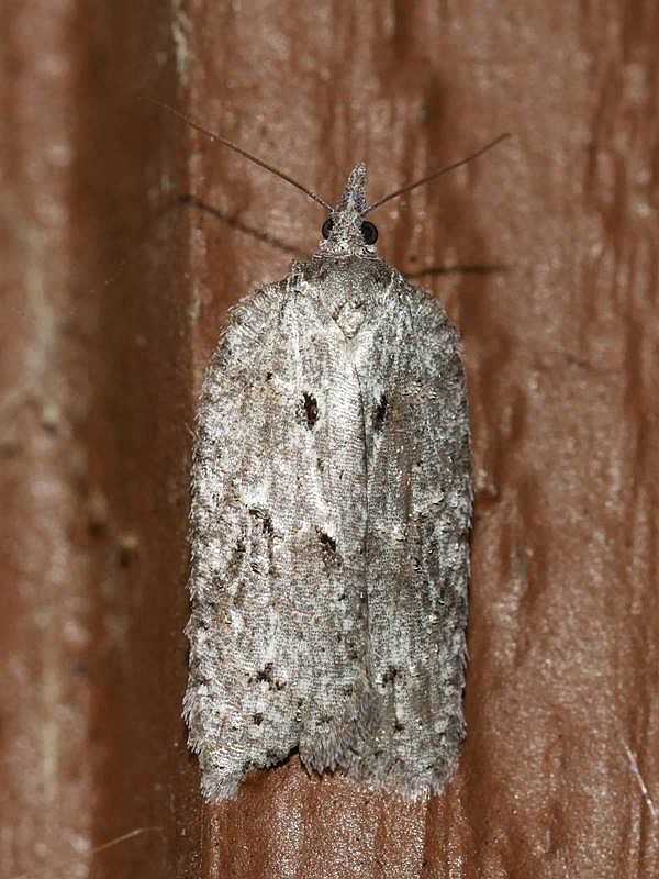 Acleris1