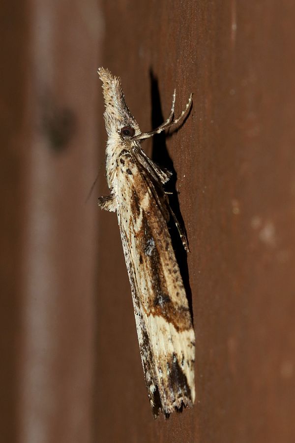 Hypena californica b