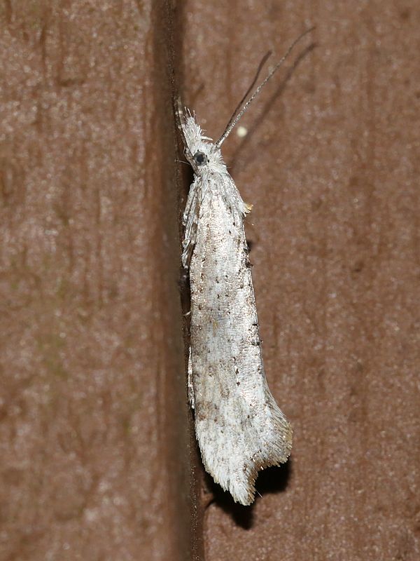 Ypsolopha1