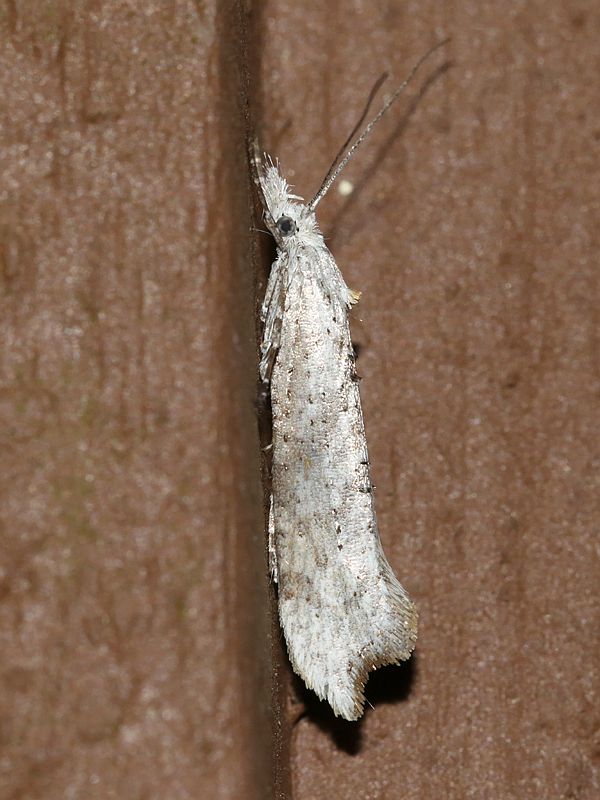 Ypsolopha1