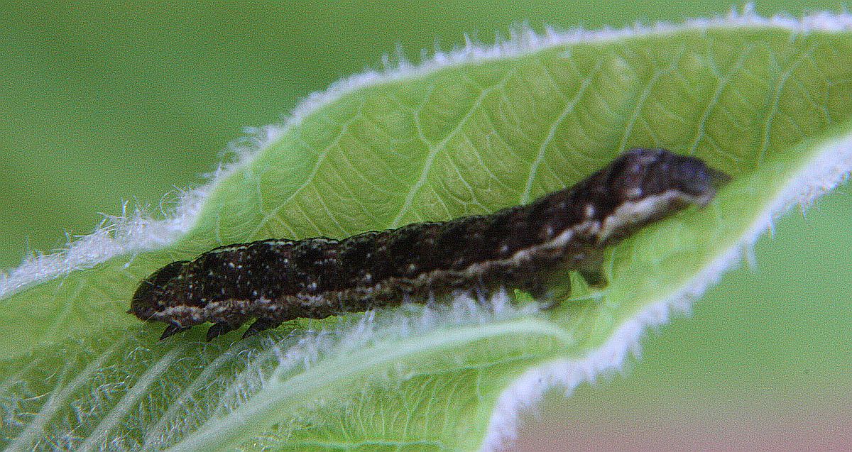 Aseptis adnixa
