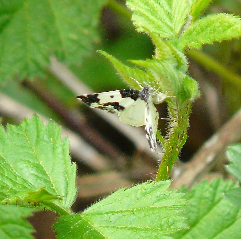 P1270456 April 3, 2016 Gorge Park rev.jpg