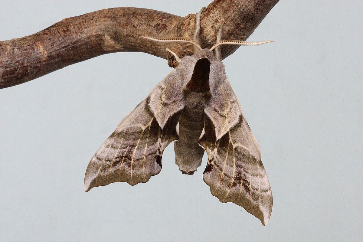 Smerinthus cerisyi.JPG