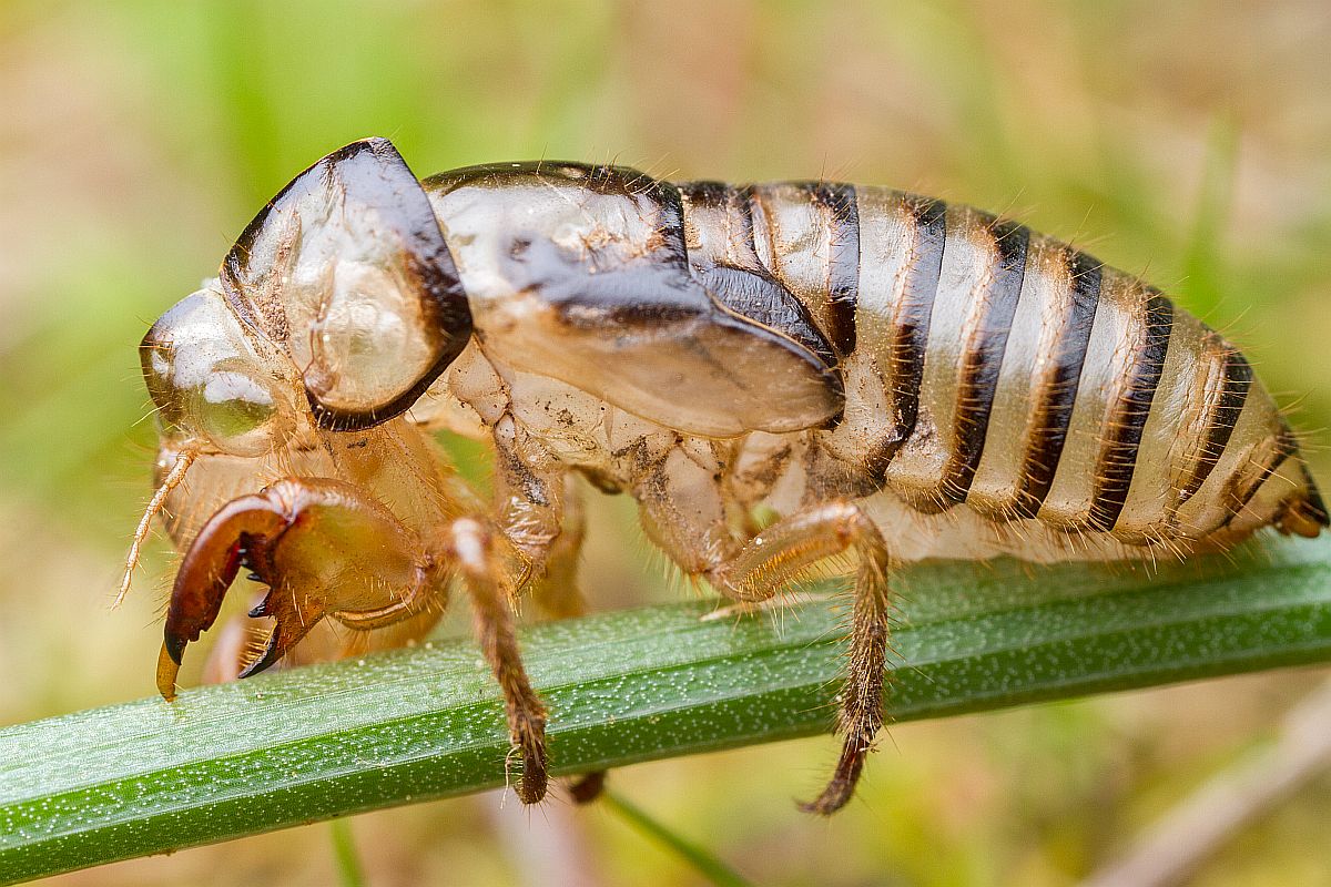 Наружный скелет насекомого. Хитин жука. Хитиновый Покров жука. Хитиновый панцирь насекомых. Членистоногие хитин.