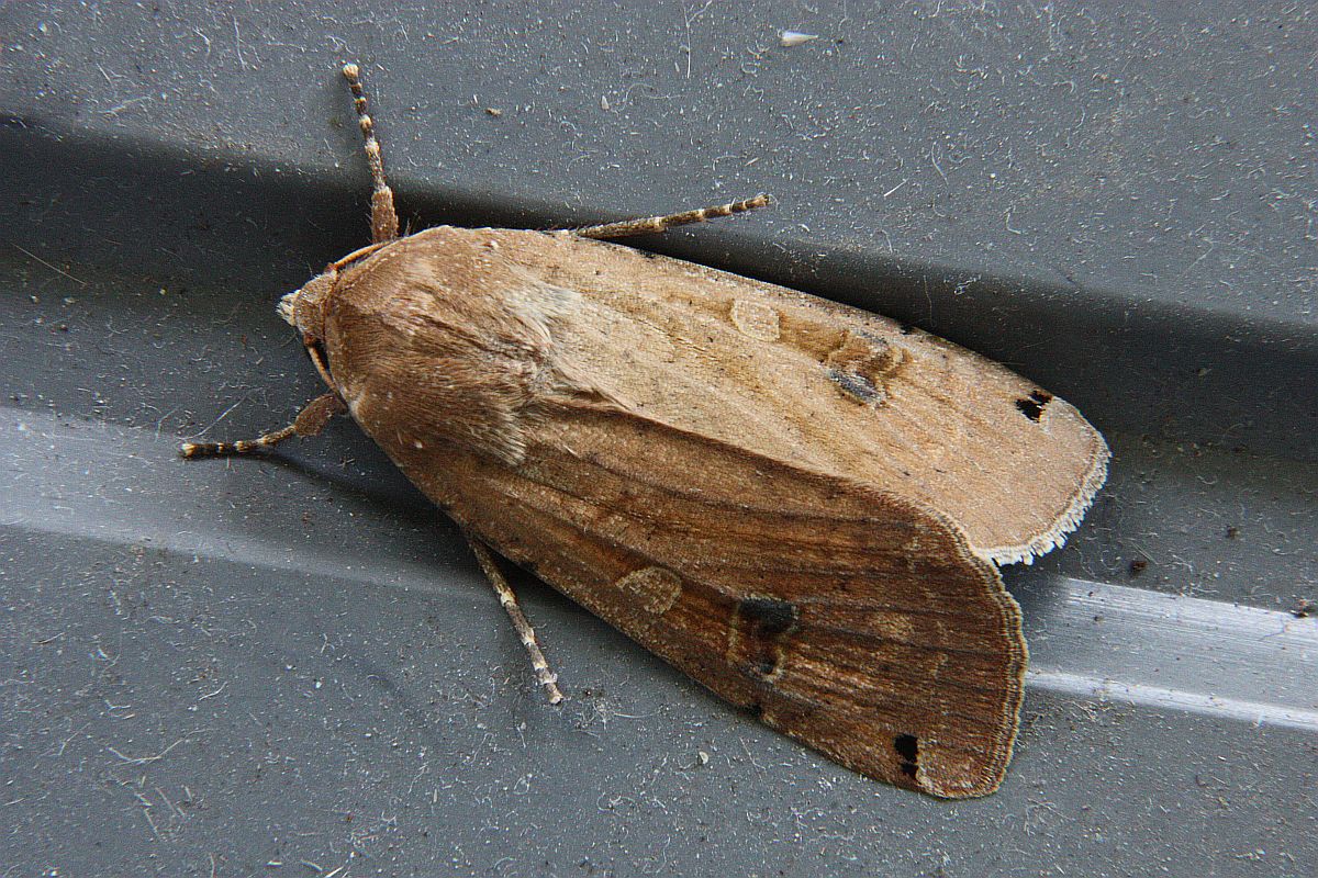 Large Y. Underwing.JPG