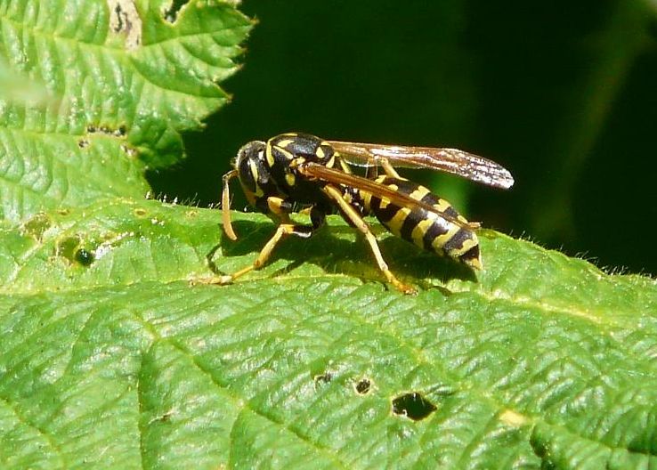 Paper Wasp.jpg