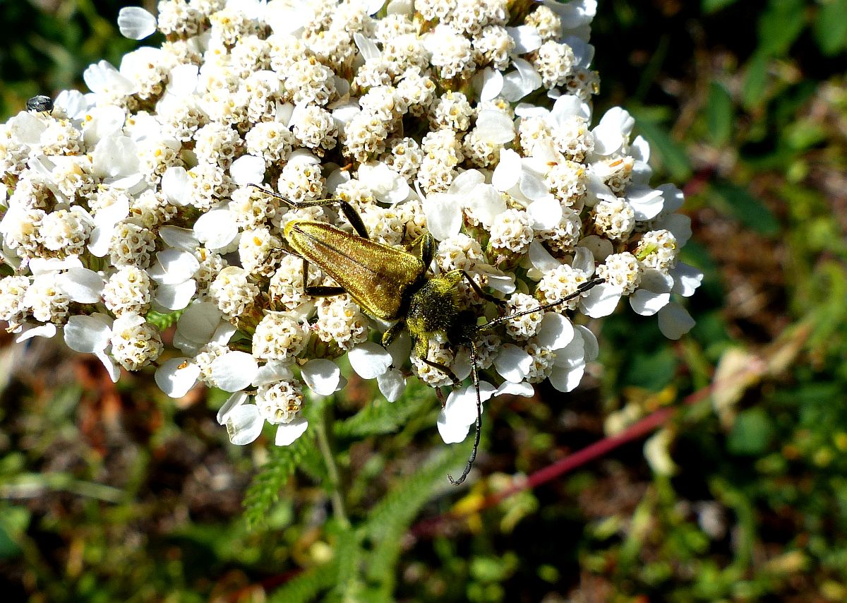 R Gold bug Nan R Rd 1a.JPG