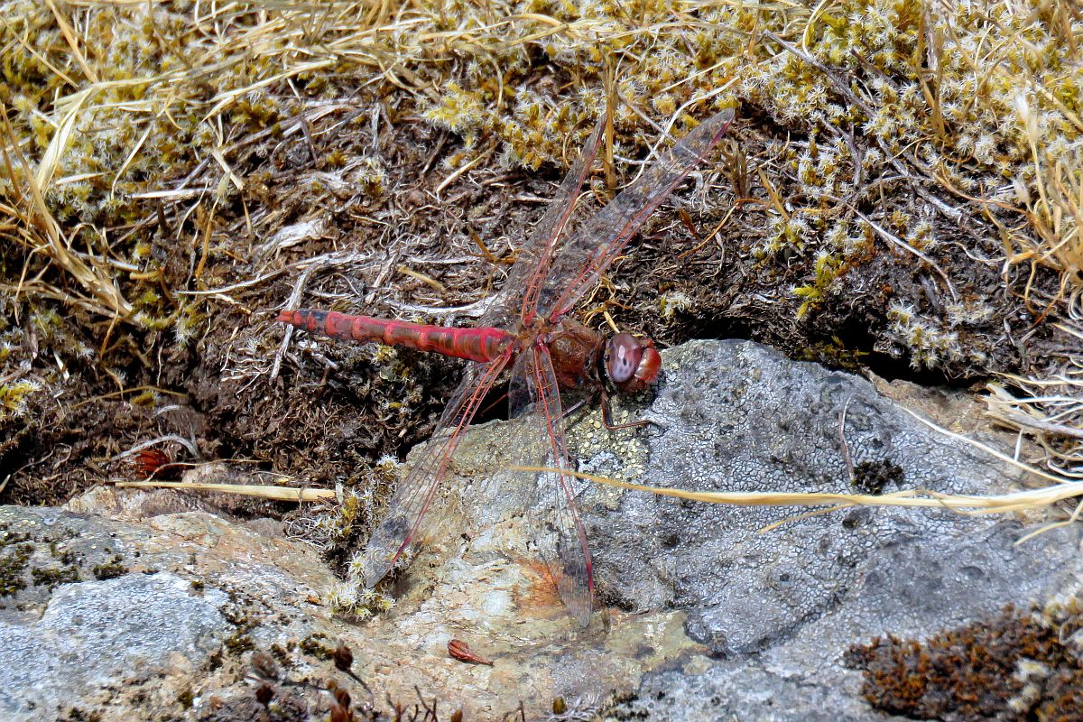 Variegated Meadowhawk 4.jpg