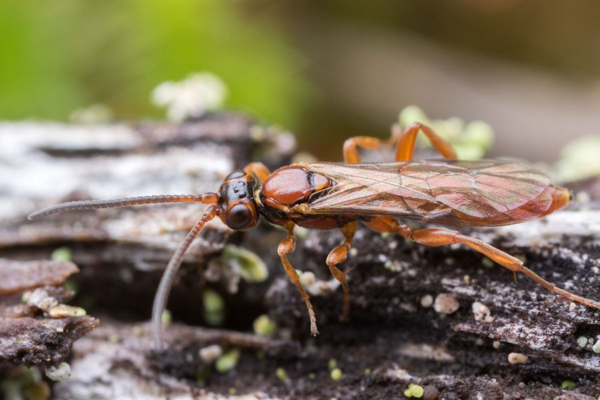 wasp.jpg