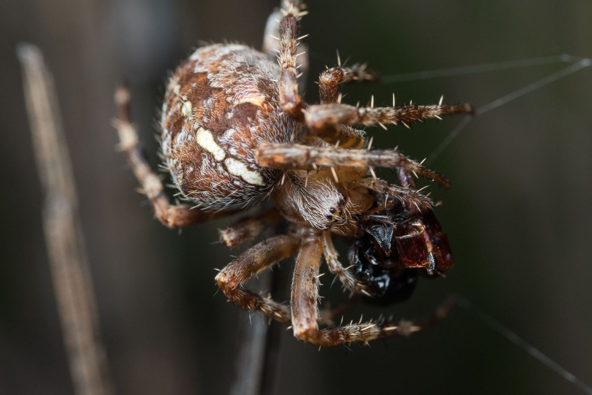cross orbweaver 2.jpg