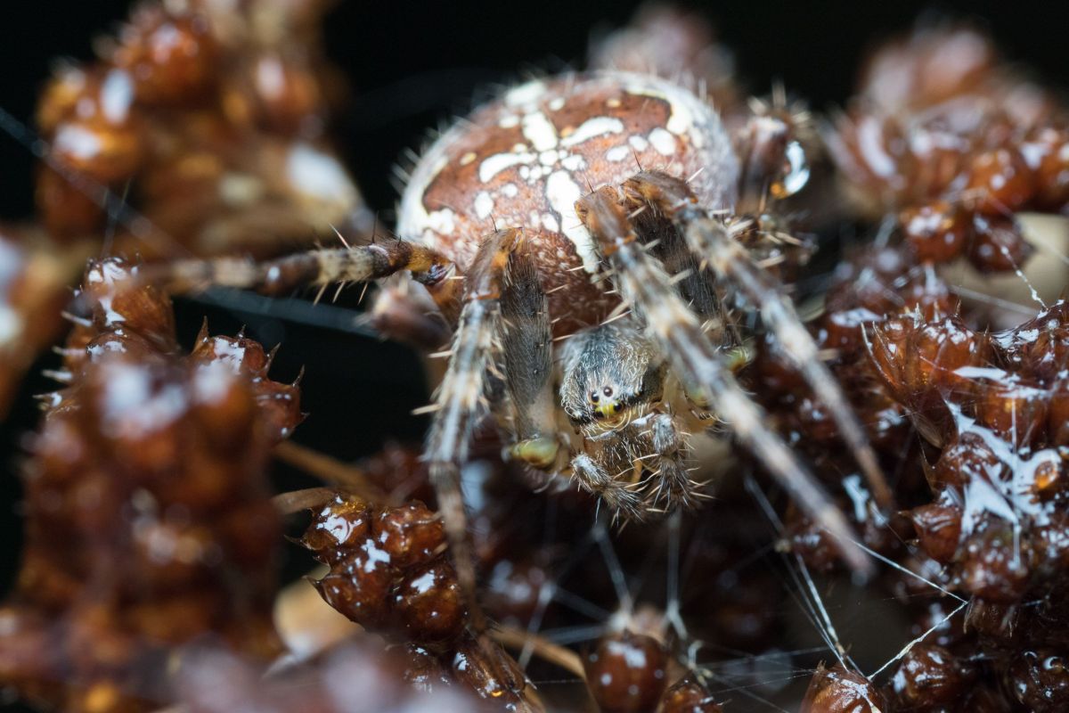 cross orbweaver.jpg