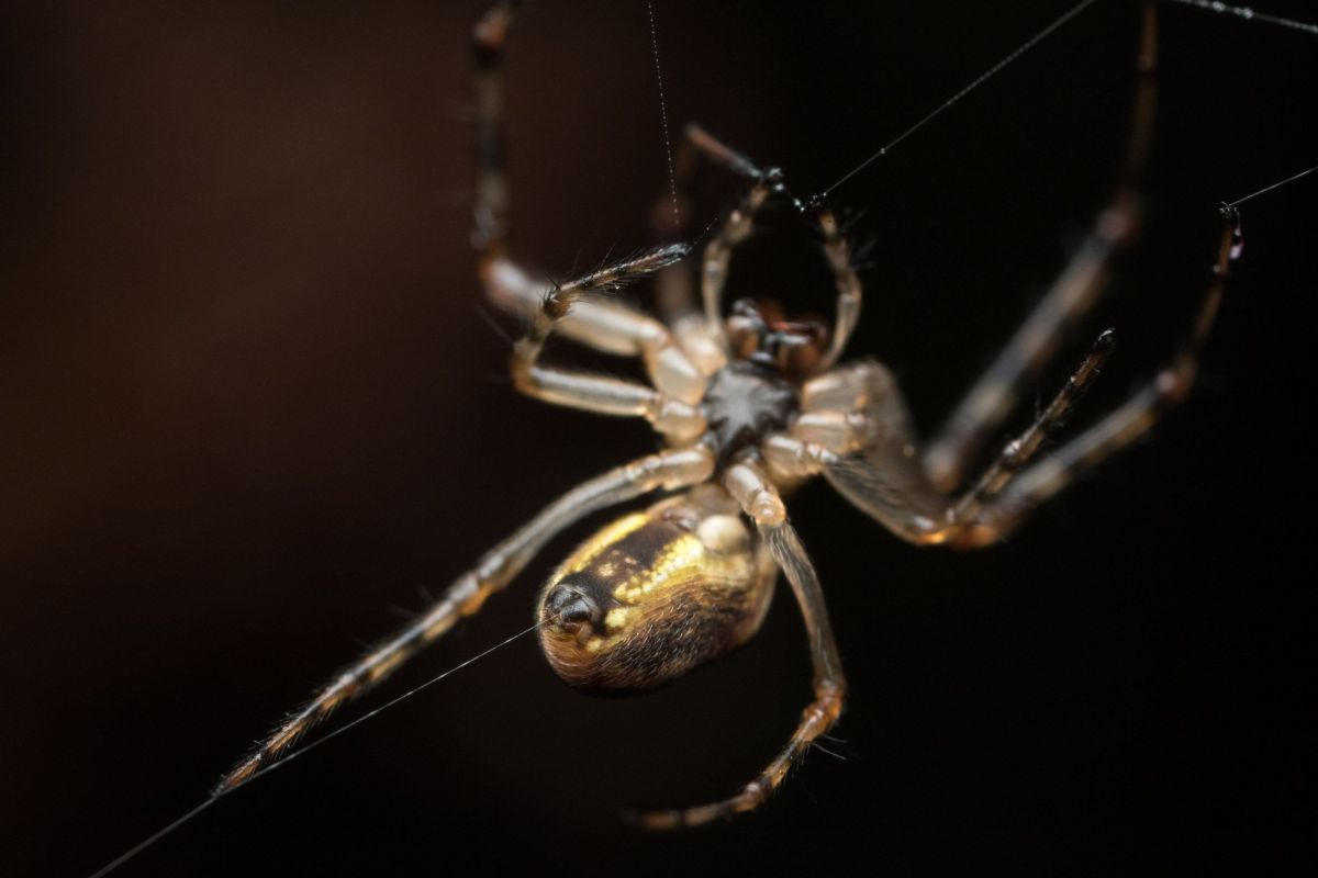 small spider.jpg