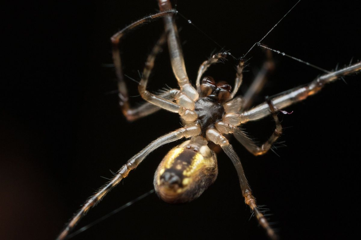 small spider-2.jpg
