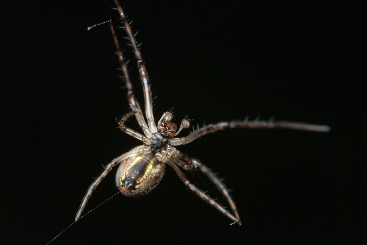 small spider-3.jpg