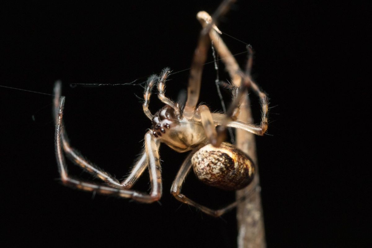 small spider-7.jpg