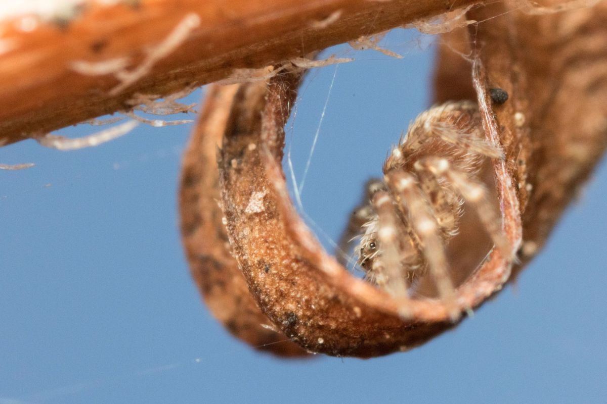 tiny spider.jpg