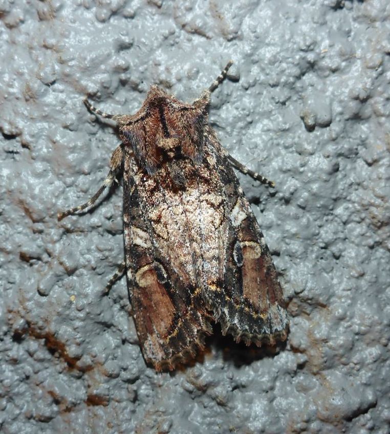 Egira rubrica Roias.JPG