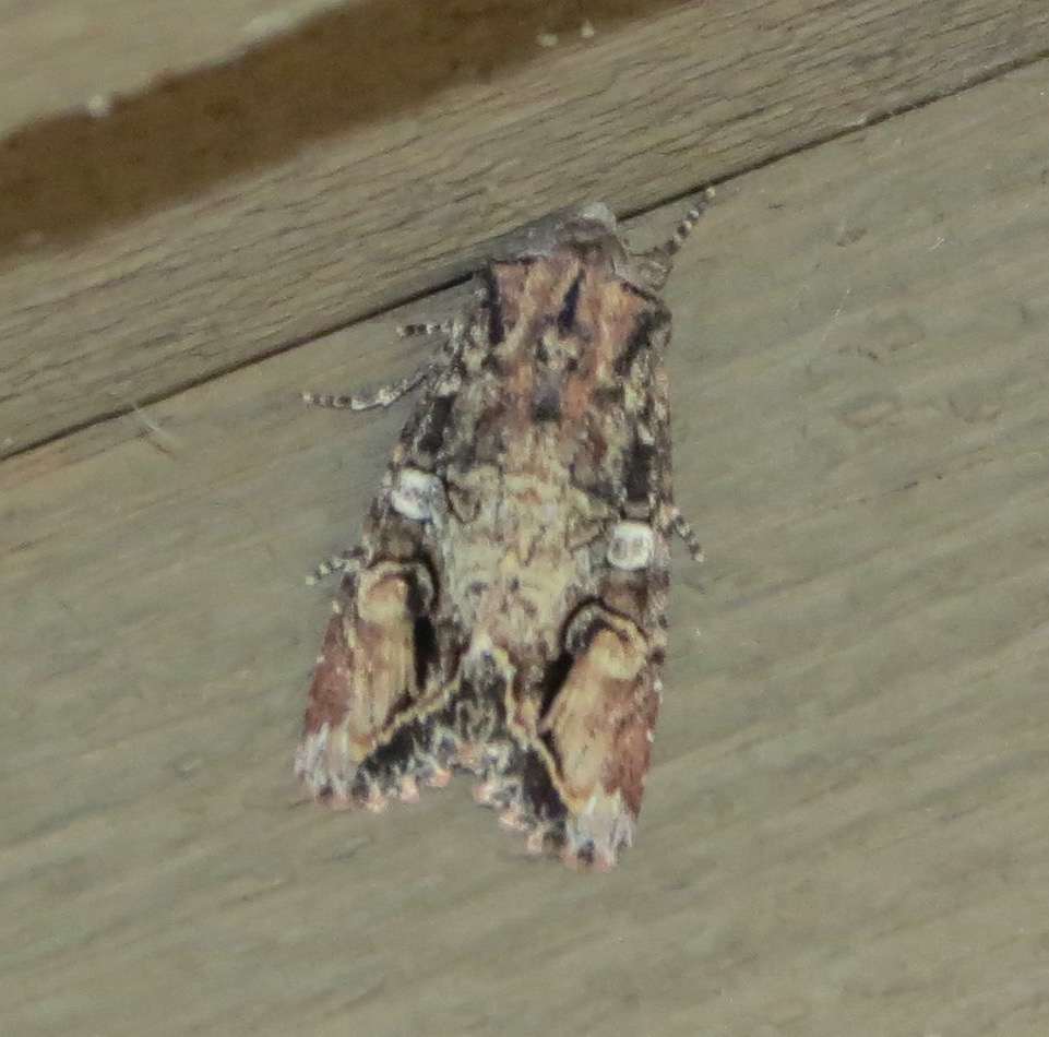 Egira rubrica or perlubens.jpg