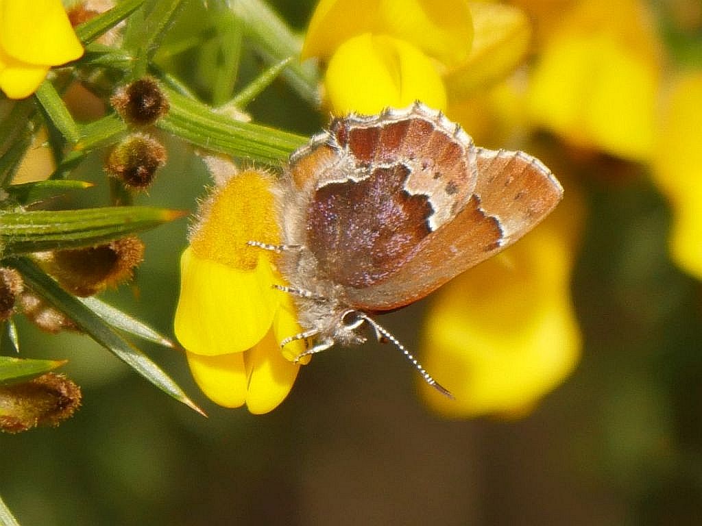 mossii Flower.jpg