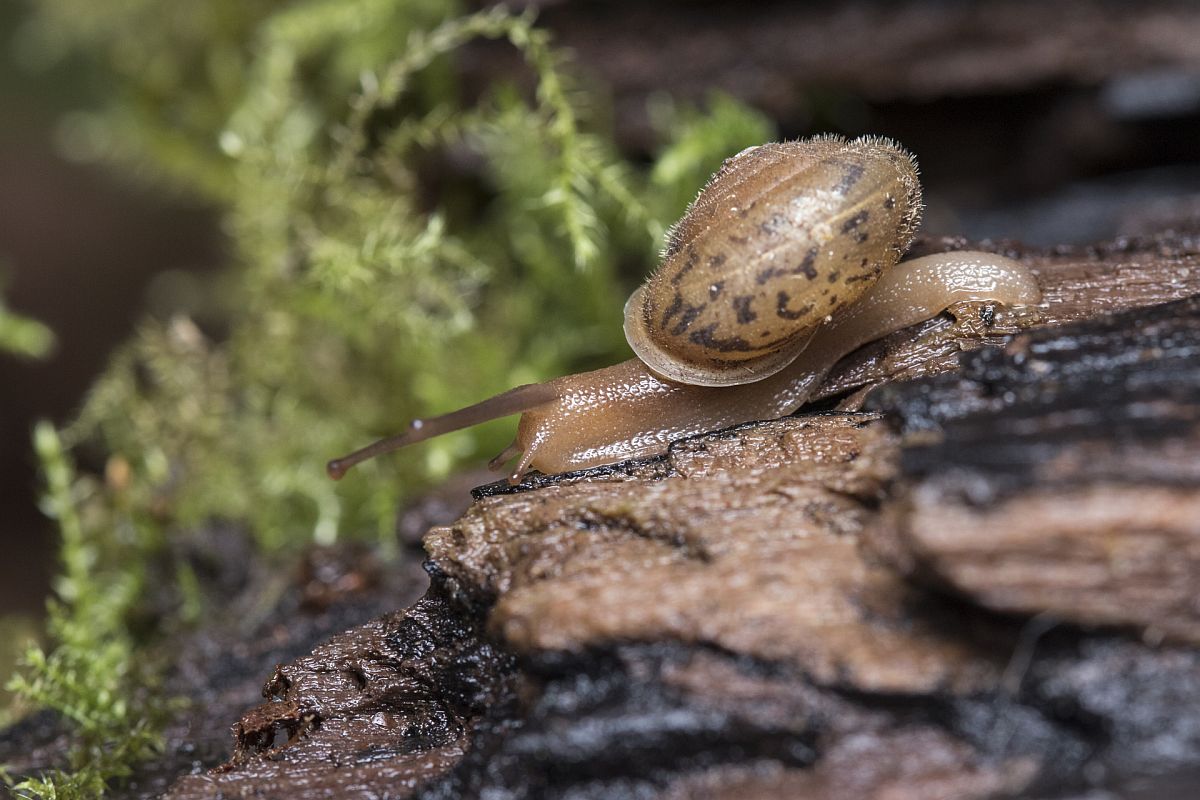 snail Barbin.jpg