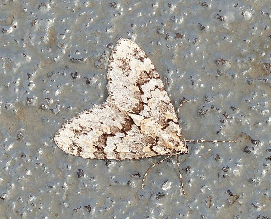 A Moth on ferry 1.JPG