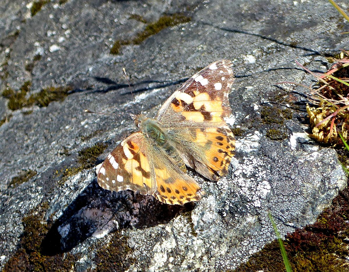 A Painted Lady 1.JPG
