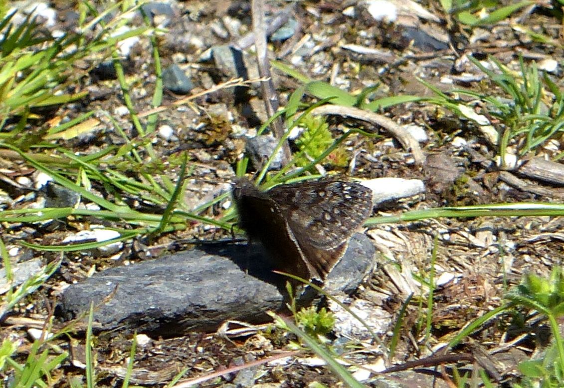 A Prop Duskywing 1.JPG