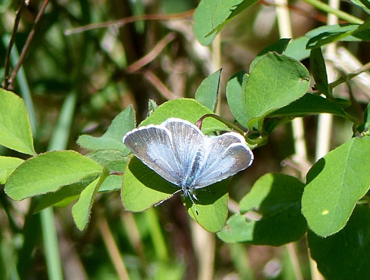 A Spring Azure 1.JPG