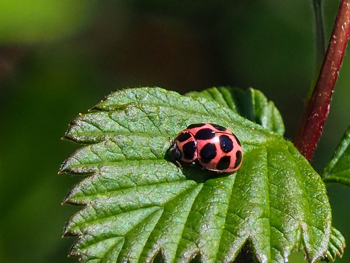GLady Beetle1.jpg