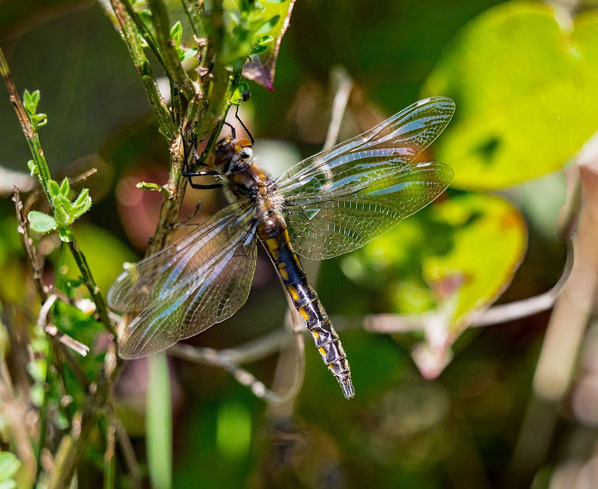 GSpiny Baskettail.jpg