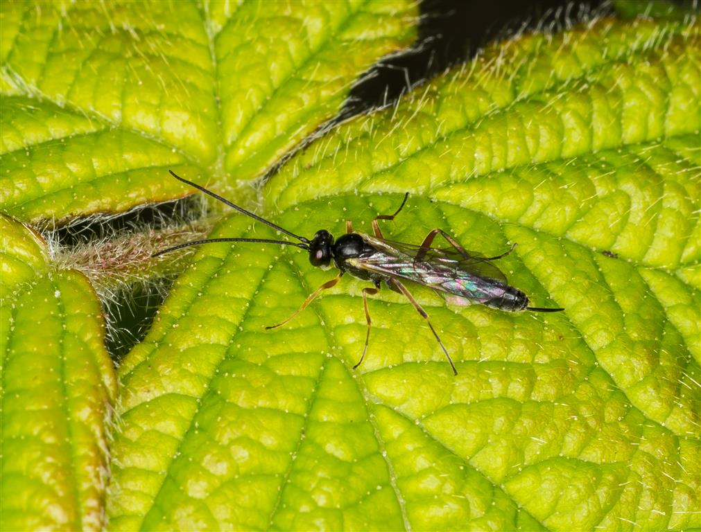 Kwasp.jpg