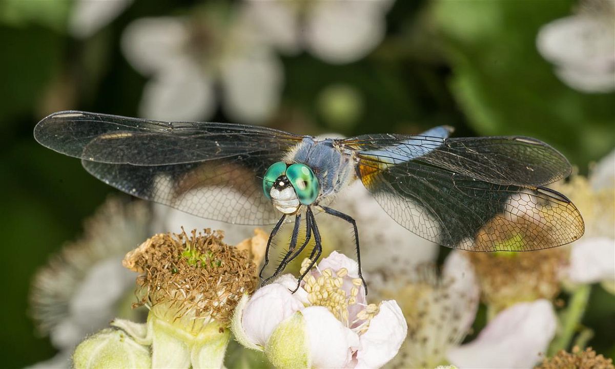 Blue Dasher.jpg